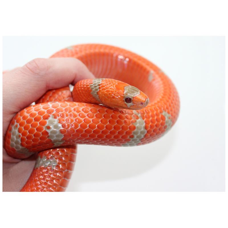 Sarpele de Lapte Honduras portocaliu - imagine 4